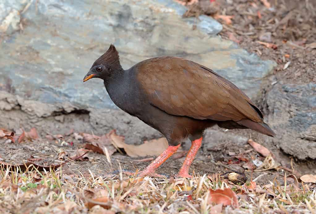 orange-footed scrubfowl