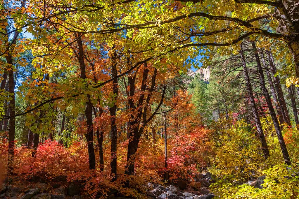 Bigtooth Maple (Acer grandidentatum) trees with vibrant fall colors