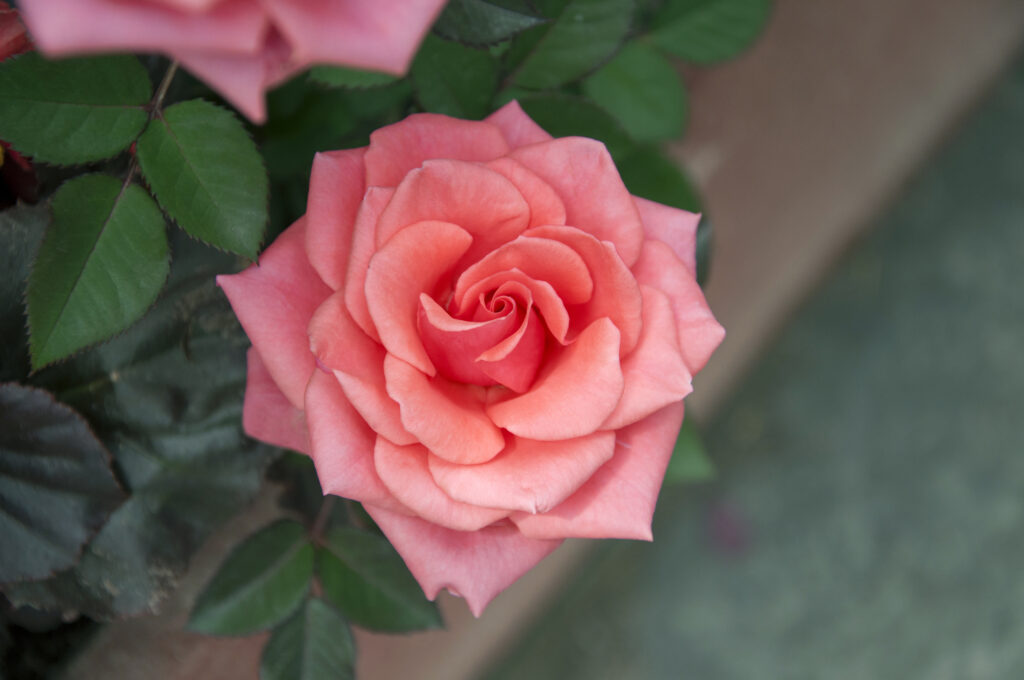 A closeup of the peach-pink flower of Rosa chinensis, or the China rose