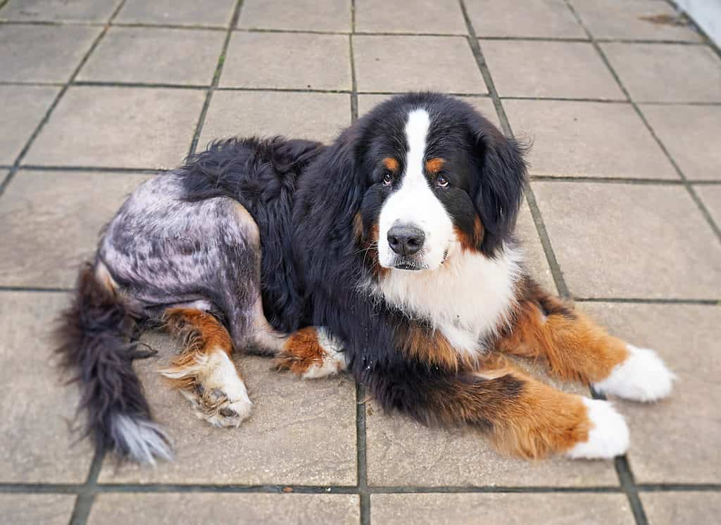 Bernese mountain dog recovering from surgery