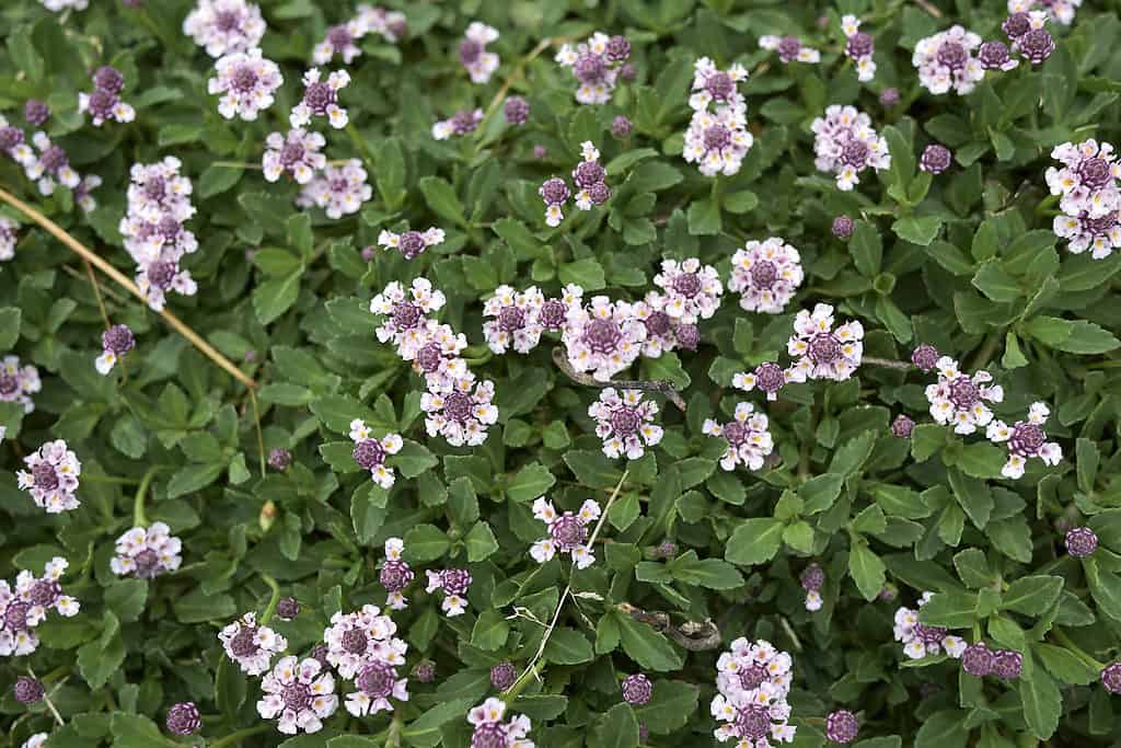 Frog Fruit (Phlya nodiflora) with its tiny white and purple flowers