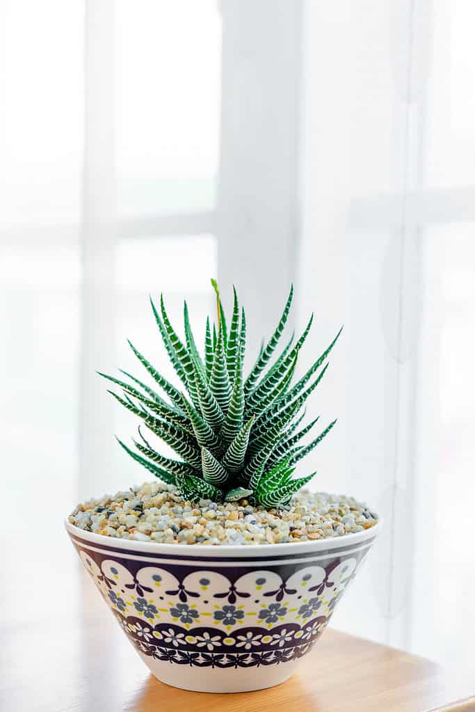 The tiny haworthia succulents are non-toxic and make great houseplants.