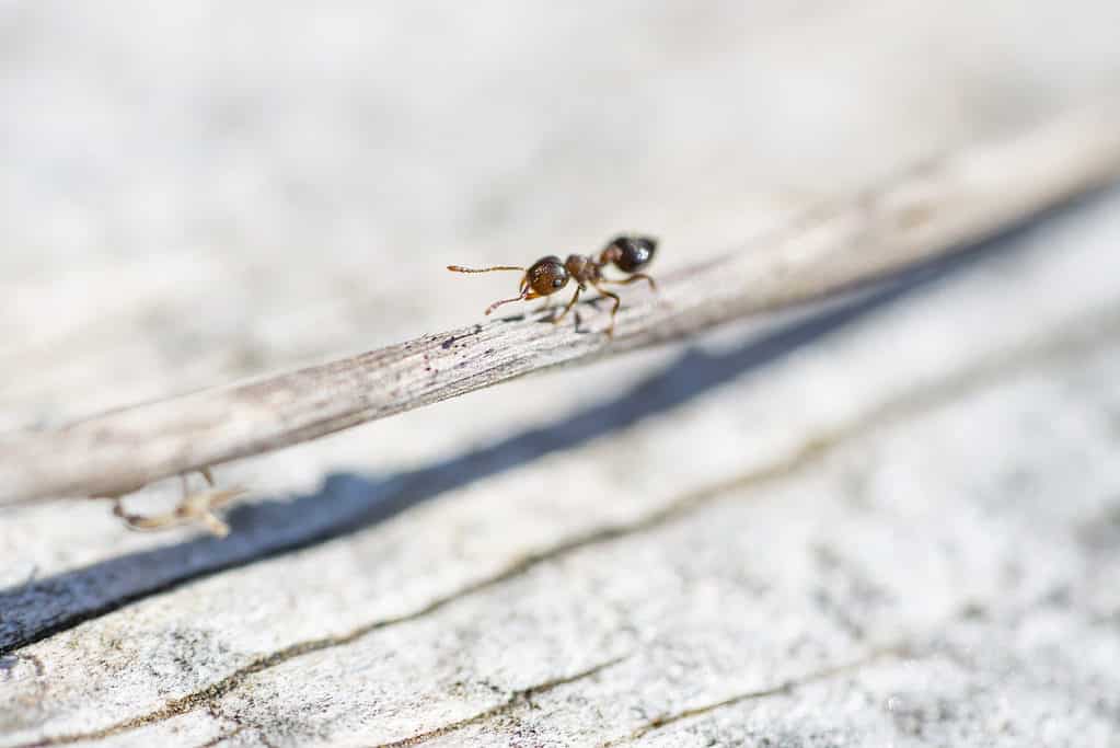 Acrobat Ant in Springtime