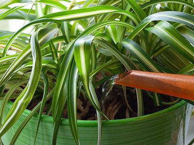 A How Often To Water Your Spider Plant And Other Tips