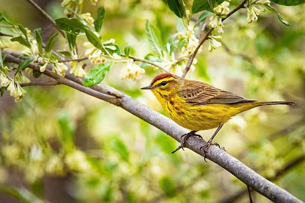 Cute palm warbler portrait close up in spring day