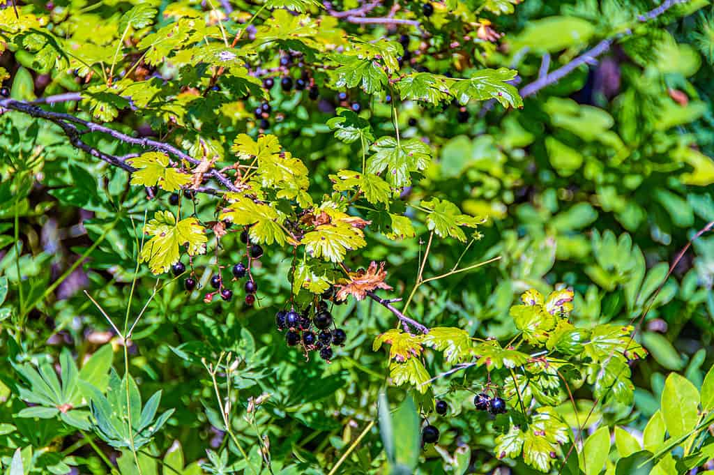 Huckleberry fruit growing on a bush native to north america (Vaccinium membranaceum)