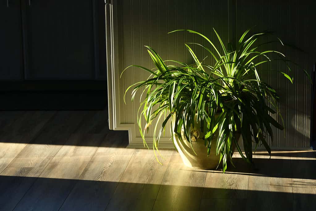 A potted spider plant that absorbs indirect sunlight indoors