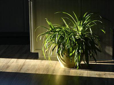 A Spider Plant Light Requirements: Everything You Need to Know
