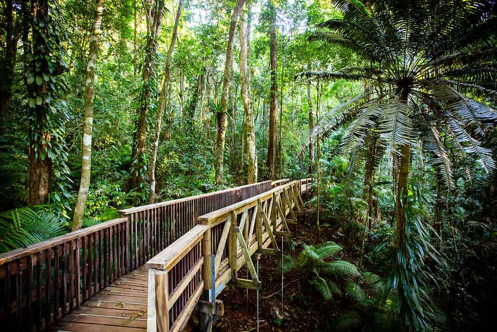 The Daintree Jindalba Boardwalk in Australia