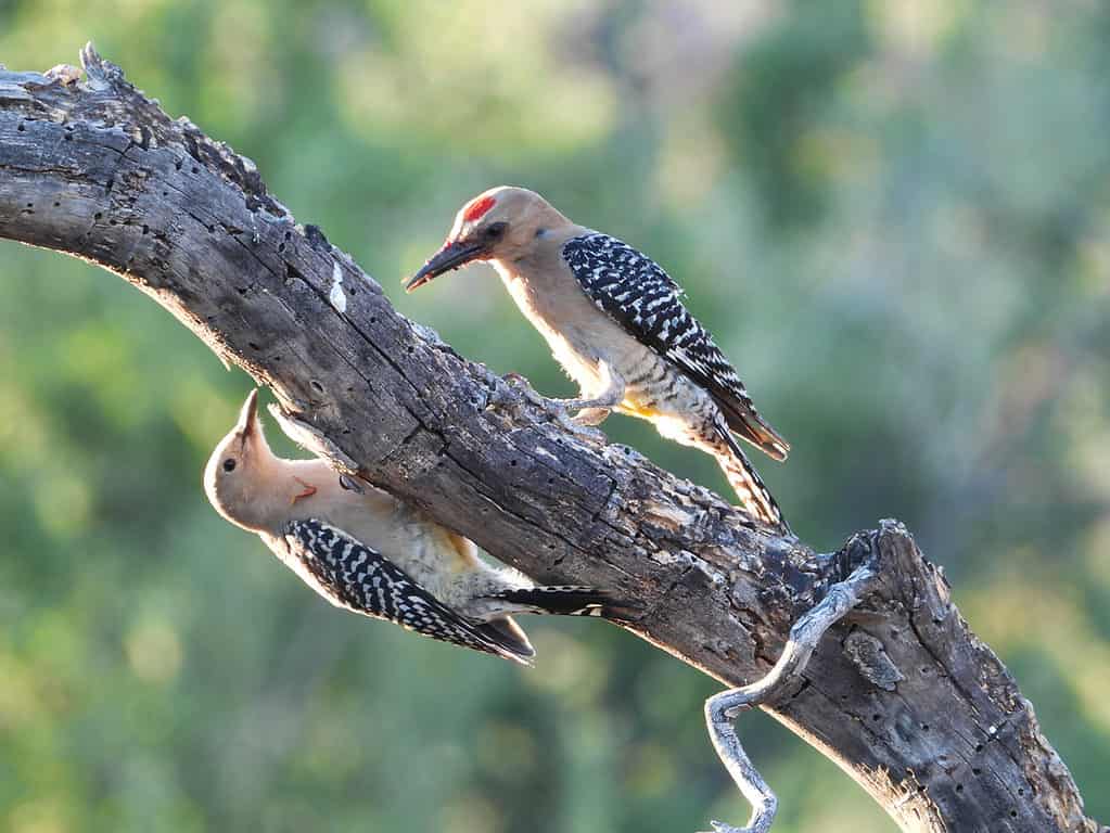 gila woodpecker