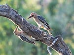 Arizona - Gila Woodpecker feeding baby