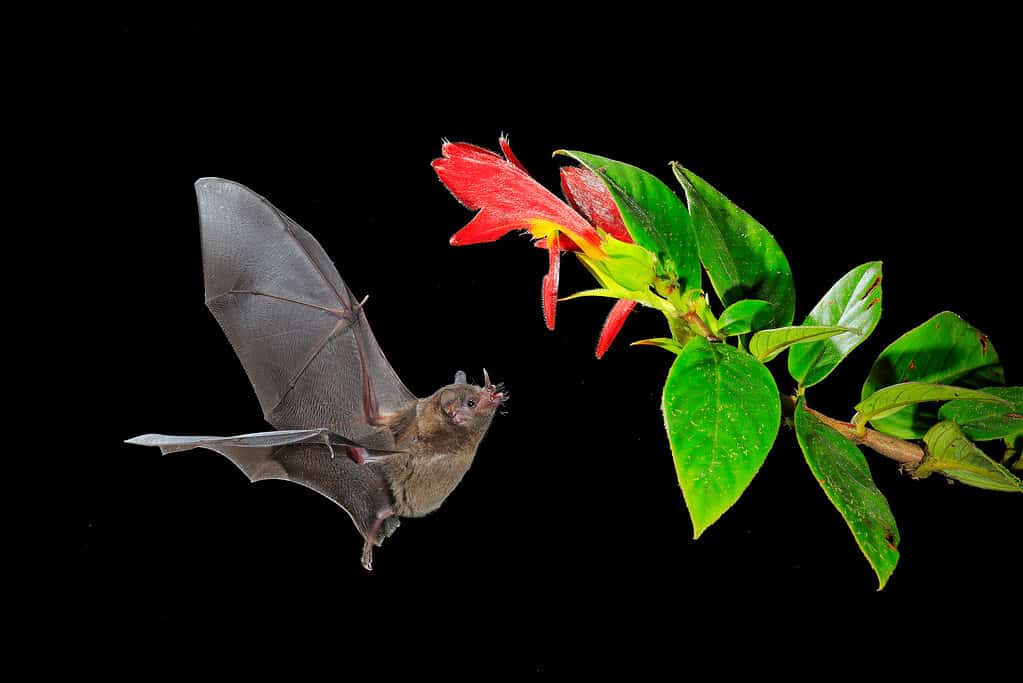 sooty mustached bat