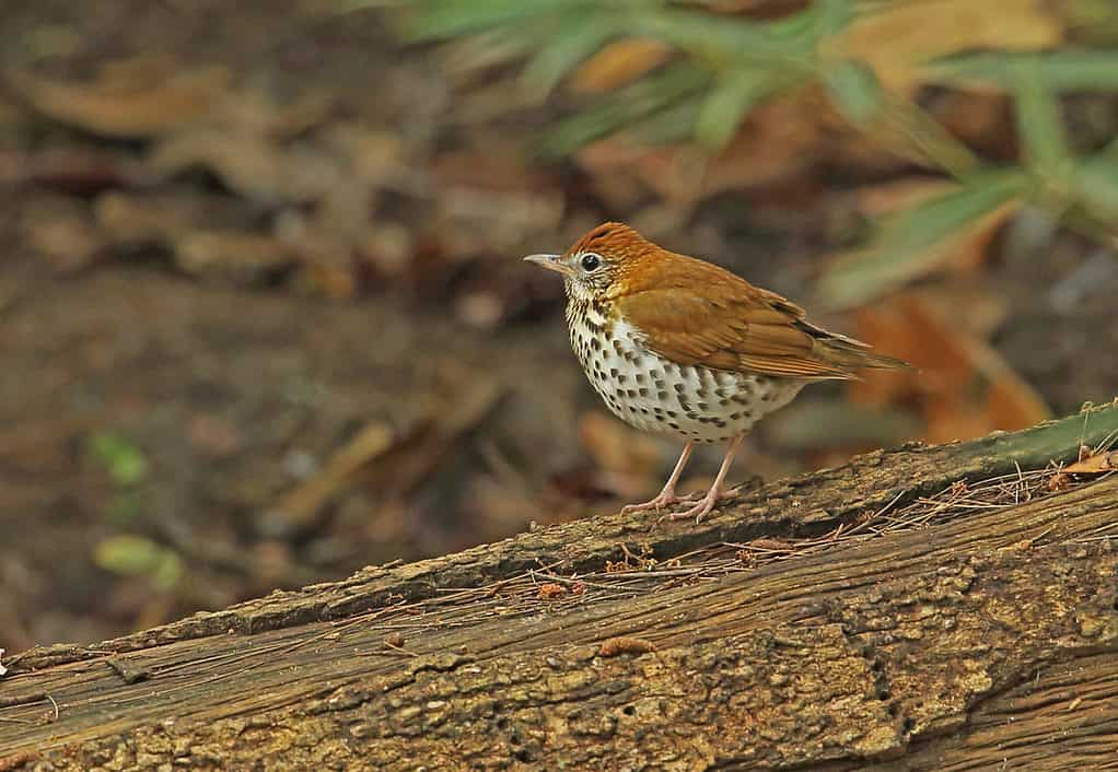 wood thrush