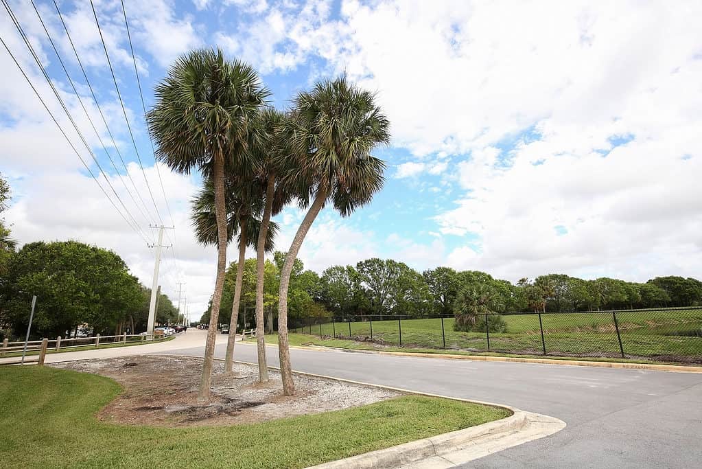 cabbage palmetto