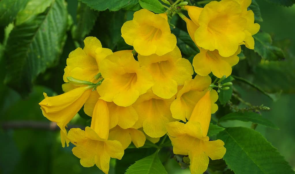 Esperanza, yellow bells (Tecoma stans)