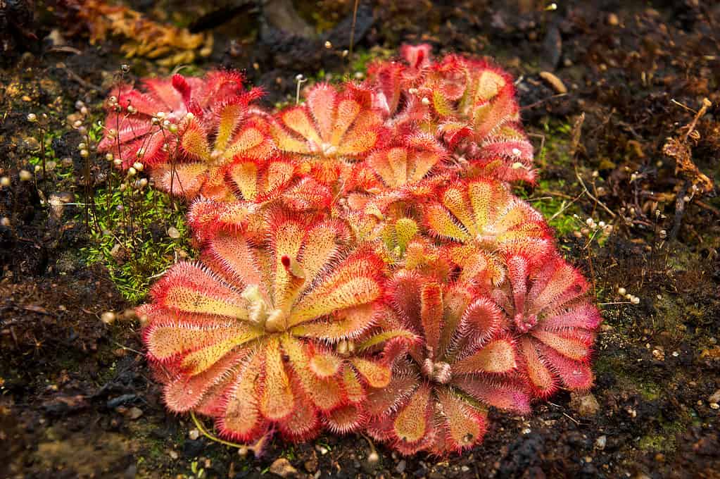 Alice Sundew, Australia, Bog, Botany, Bright