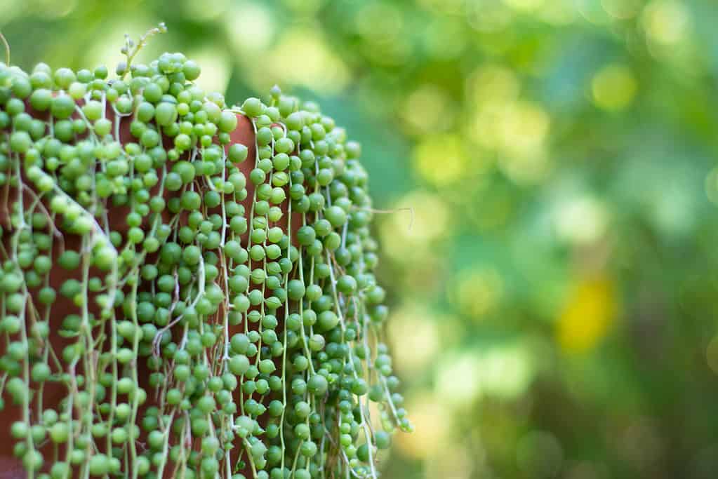 The string of pearls plant derives its name from the pearl-shaped leaves on its trailing stems.