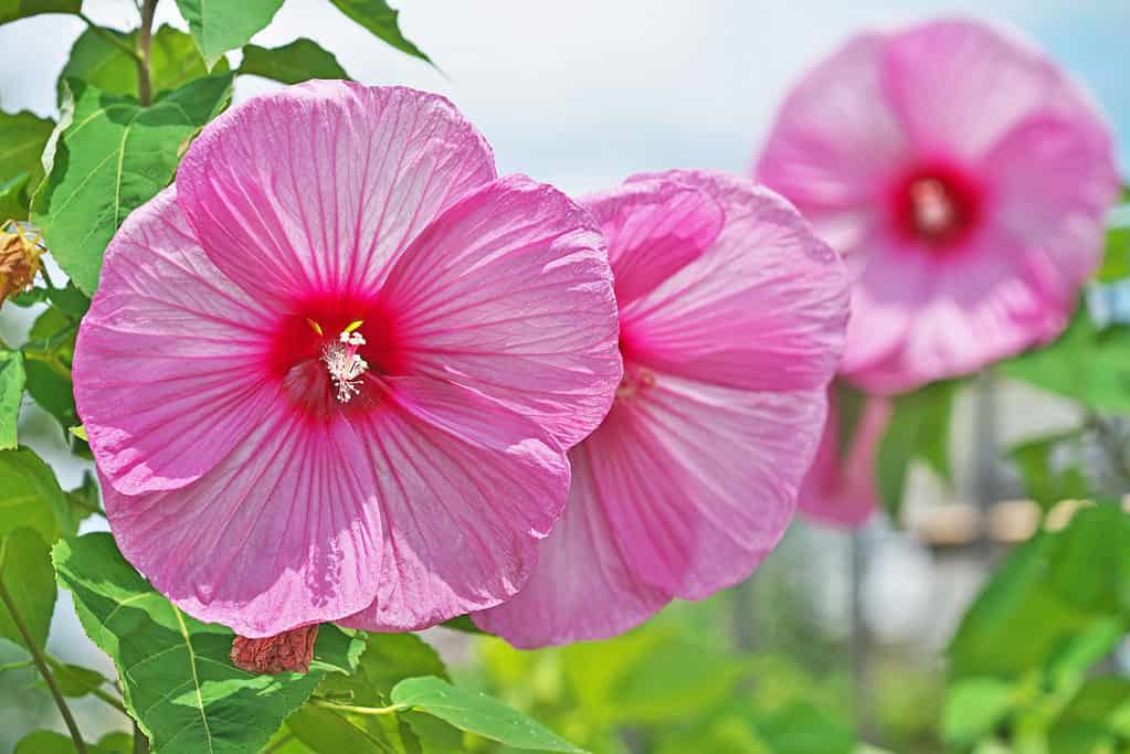 Swamp rose-mallow