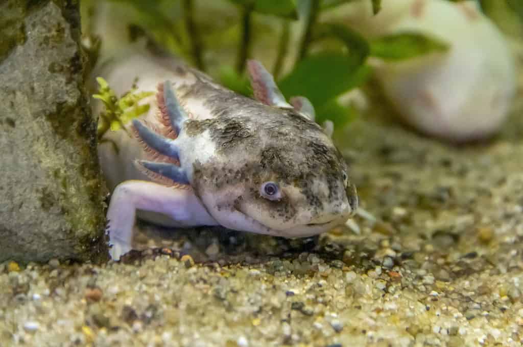 Axolotl, Amphibian, Animal, Aquatic Organism, Close-up