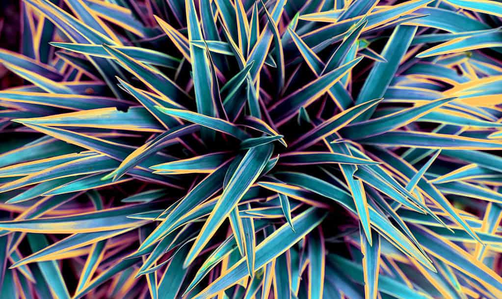 A closeup of the Chlorophytum comosum 'Ocean' spider plant variety's colorful leaves