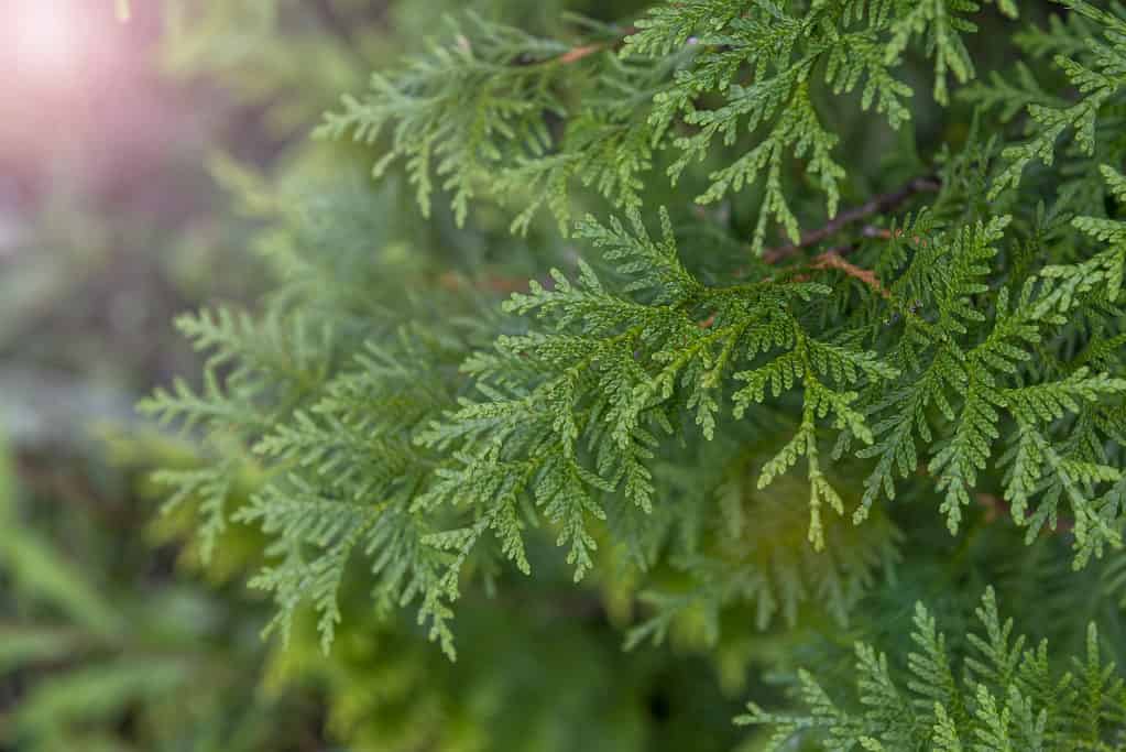 Thuja occidentalis white cedar