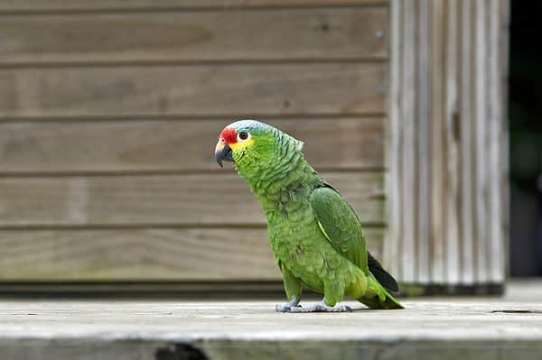 Caribbean, Guatemala, Central America: green parrot. Orange-fronted parakeet or orange-fronted conure (Eupsittula canicularis), also known as the half-moon conure, is a medium-sized parrot that is resident from western Mexico to Costa Rica.
