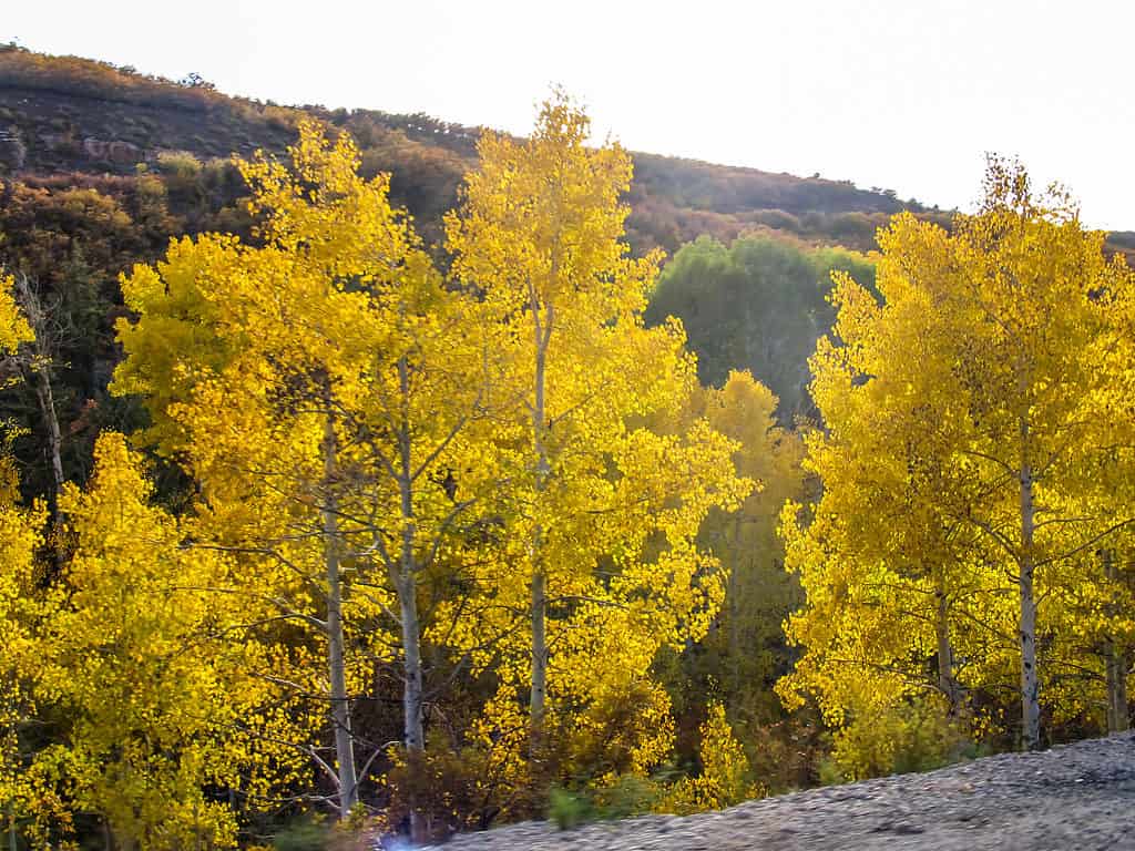 Quaking Aspen