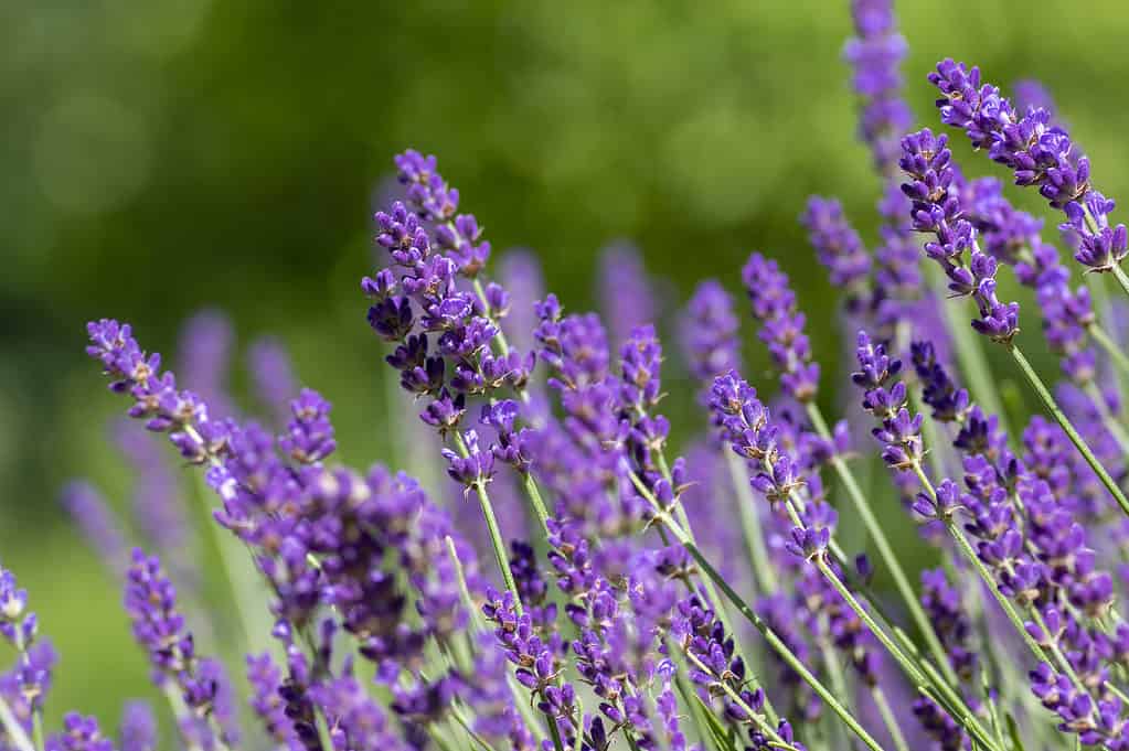 Lavender, Lavandula angustifolia