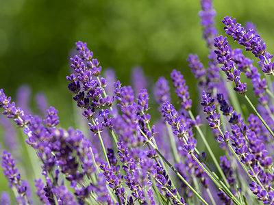 A Discover The National Flower of Portugal: Lavender