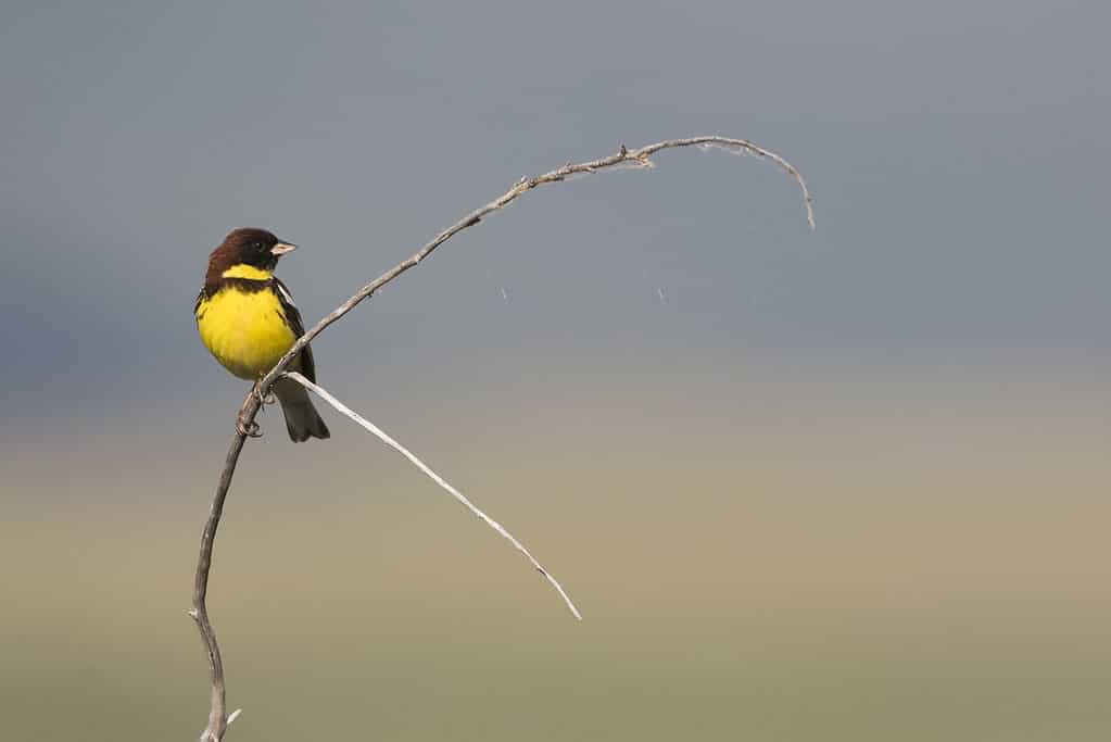 yellow-breasted bunting