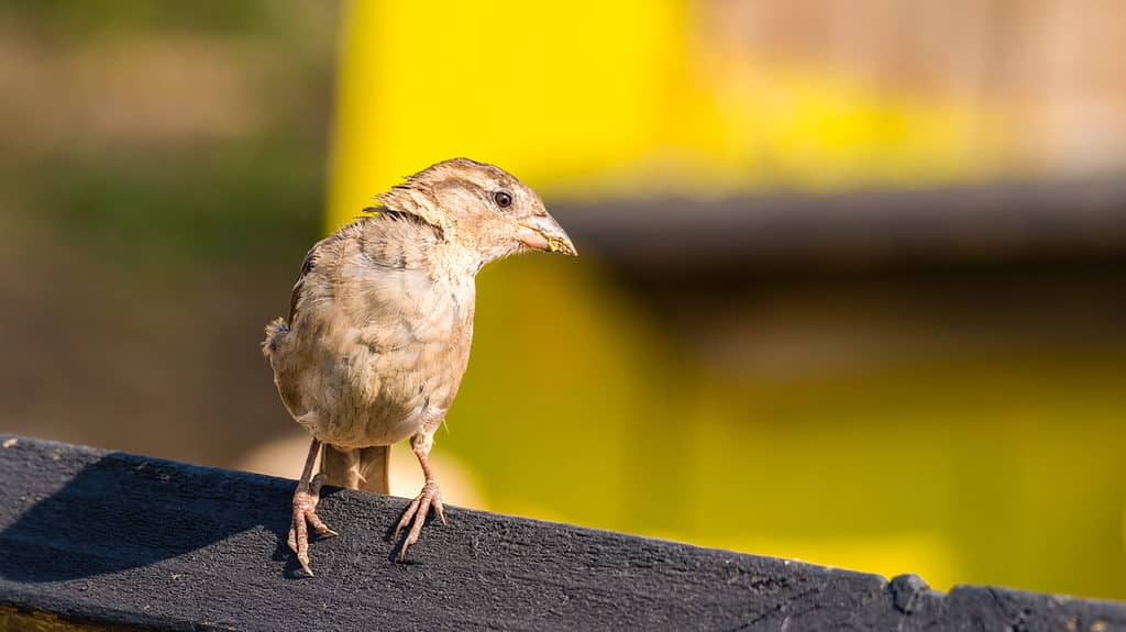 tree sparrow