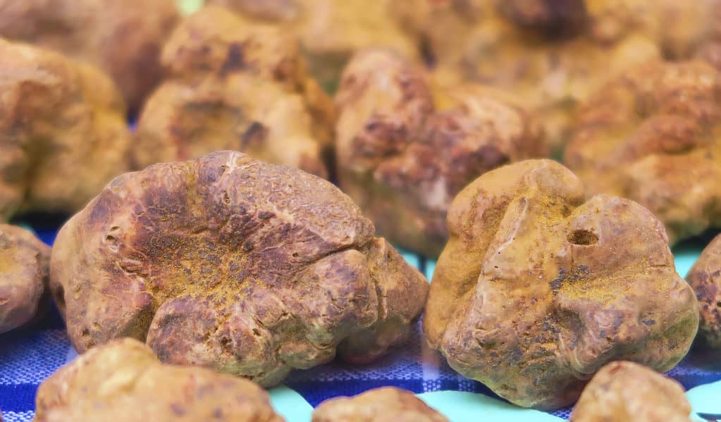 Alba white truffles are rare and expensive