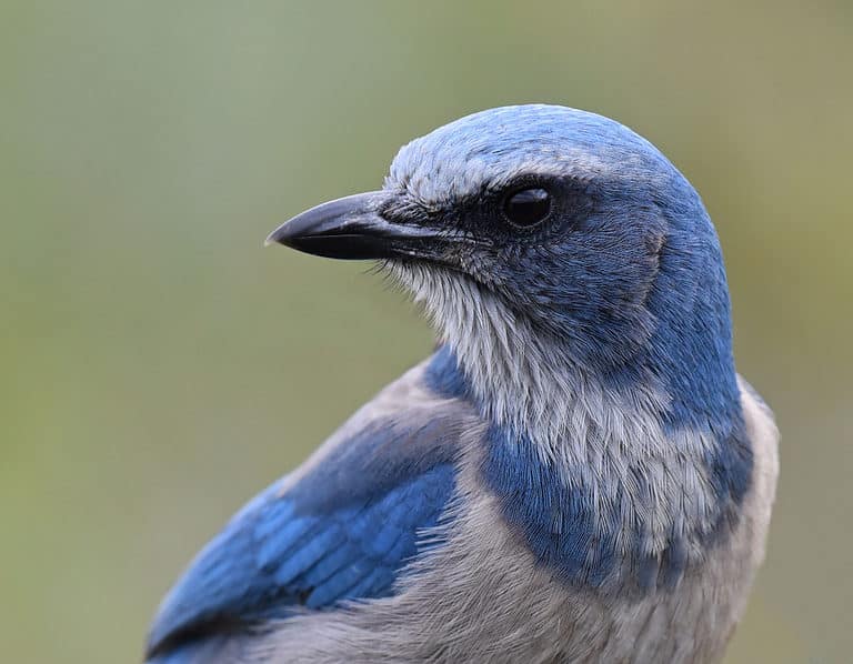 Florida scrub jay