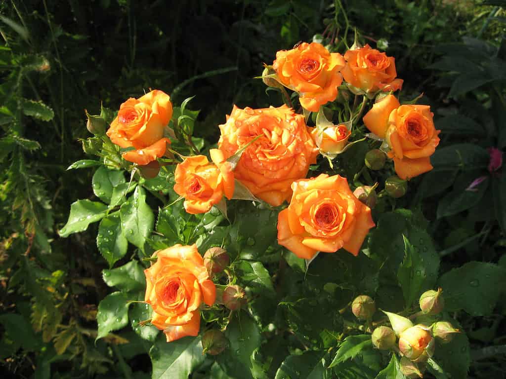 Orange roses growing from a bush in a garden