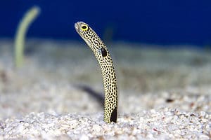 spotted garden eel