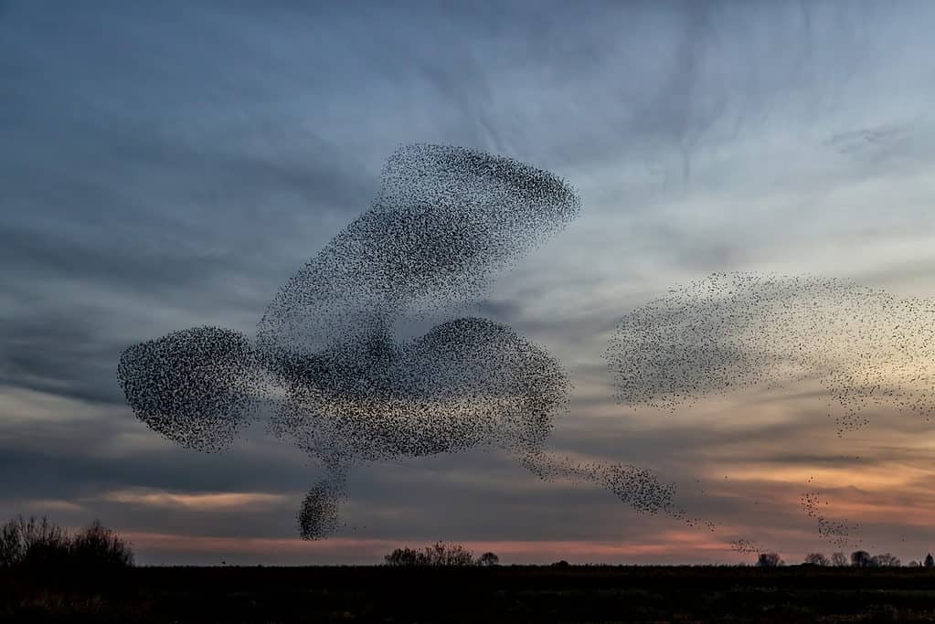 starling murmuration