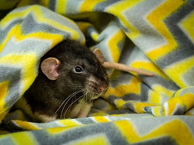 A Rat Quiz – Test Your Knowledge of These Interesting Creatures!