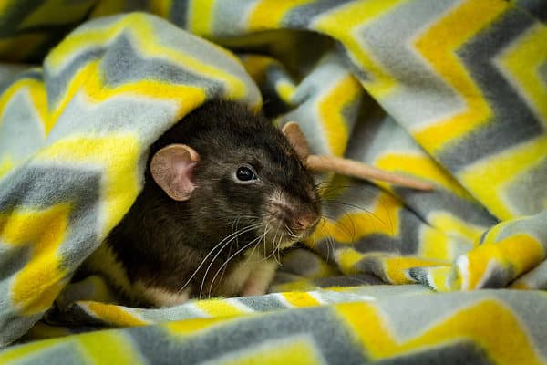  Pet rat exploring blanket .