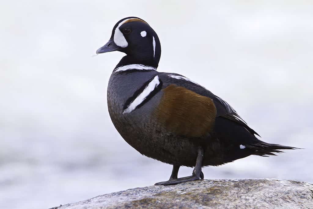 Harlequin duck