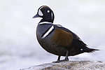 The Harlequin Duck has beautiful colors.