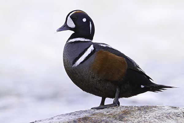 The Harlequin Duck has beautiful colors.