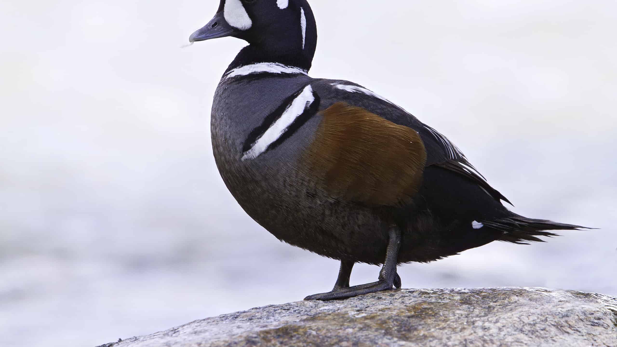 Duck Spirit Animal Symbolism and Meaning
