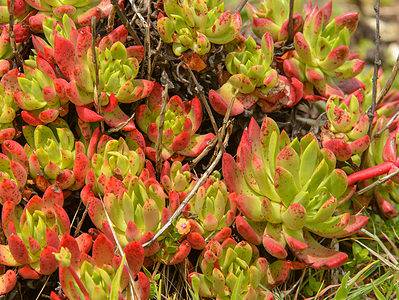A Illegal Succulent Poaching: The Dark Side of Plant Collecting