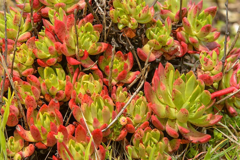 Red and green Dudleya Species in a garden.