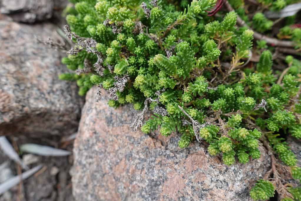 Sedum sexangulare, like all sedum species, grow in rocky, well-drained soil.