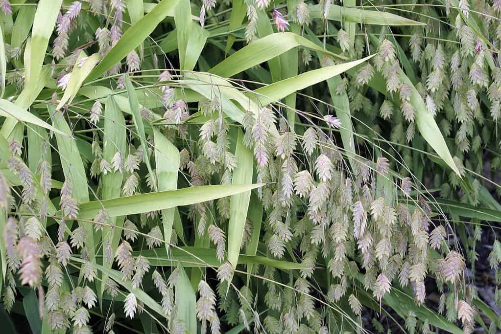 Inland Sea Oats (Chasmanthium latifolium)