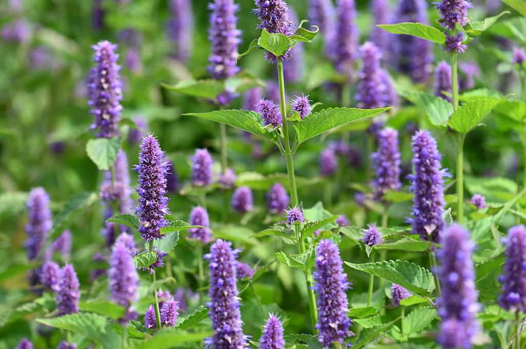 Anise hyssop flowers