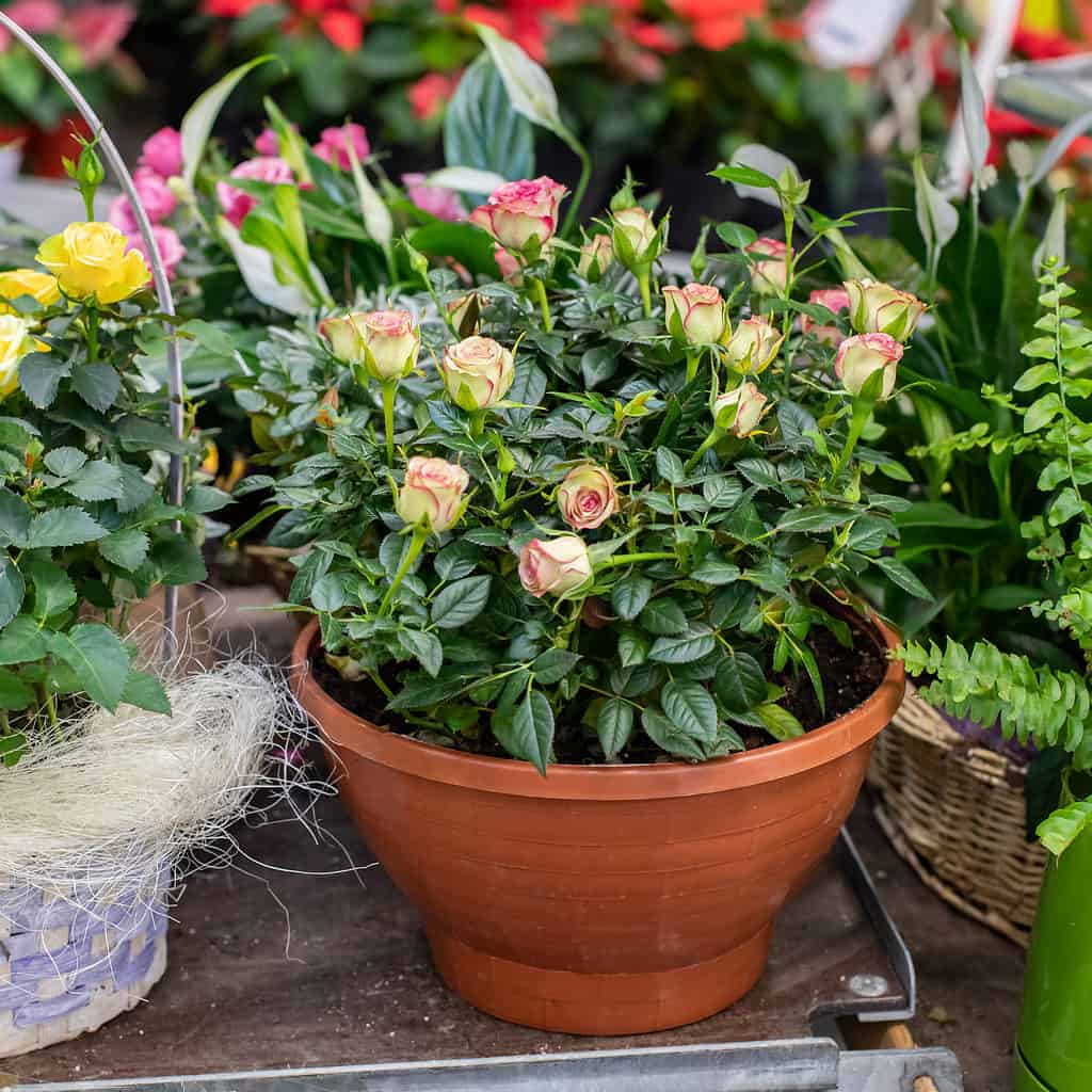 White and fuchsia miniature roses growing out of a pot