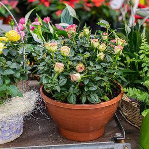 How To Plant Roses In Pots Picture
