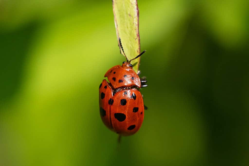 Argus Tortoise Beetle